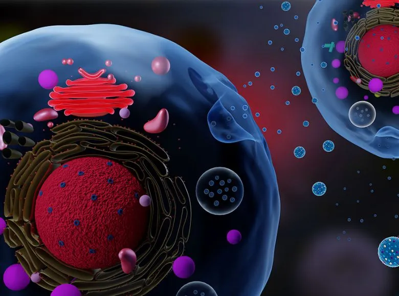 Exosome và Peptide bôi ngoài da: Nền tảng khoa học cho thế hệ trẻ hóa da không xâm lấn mới